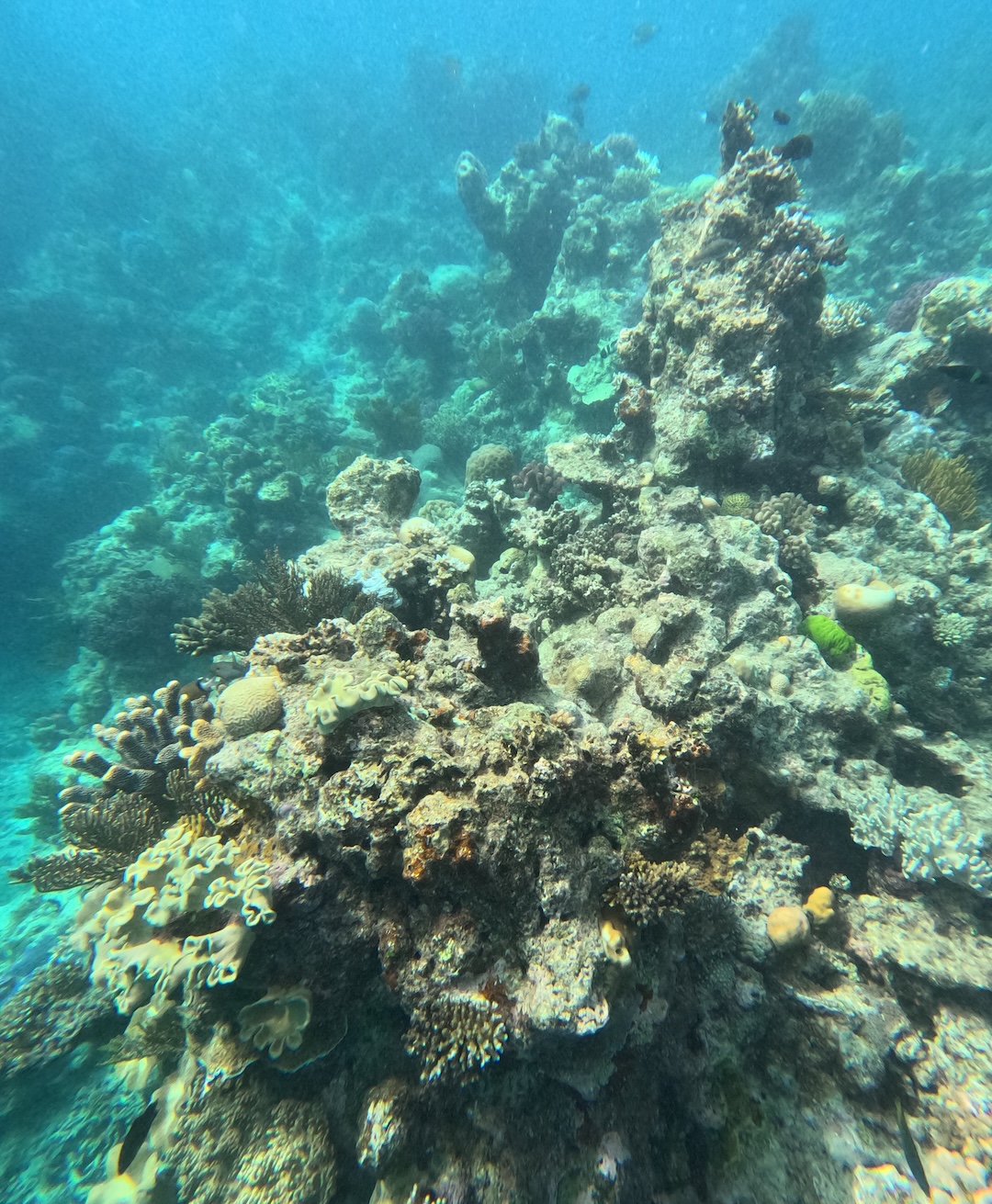 Looking down at the reef floor with tie-off options